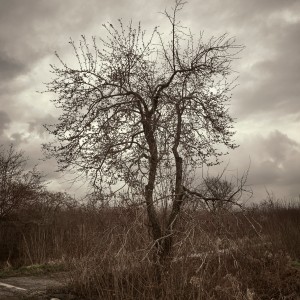 Дерево. Ранняя весна. Wood. Early spring